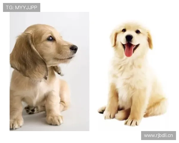 孙一文这生活真是两重天，球场上铁血，家里却像个软萌小奶狗？