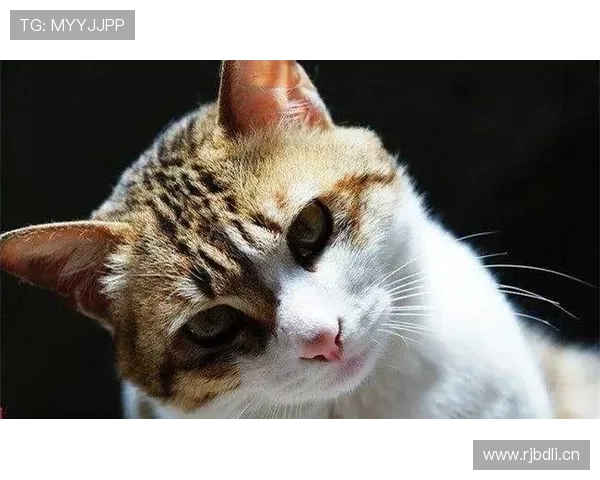 迪巴拉赛场上像王者，家里却偷偷养起豪猫？这反差我服！